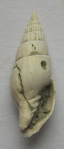 mitrella sp
